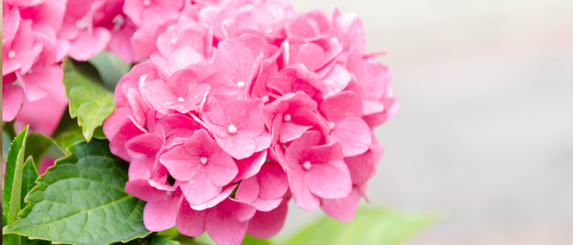 Weil Du es wert bist!